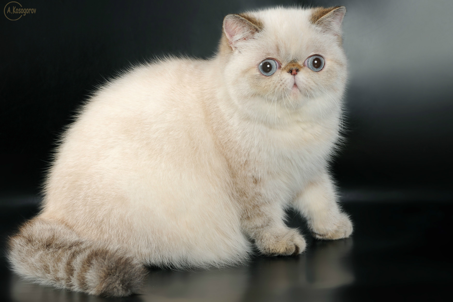 Cream exotic shorthair