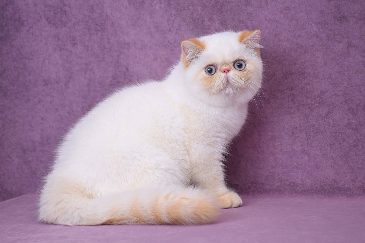 Cream exotic shorthair