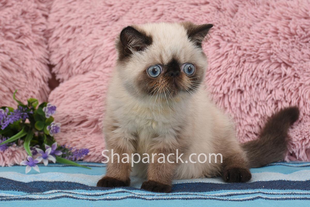 Shaparack Chocolate M M S Exotic Shorthair Cattery Shaparack